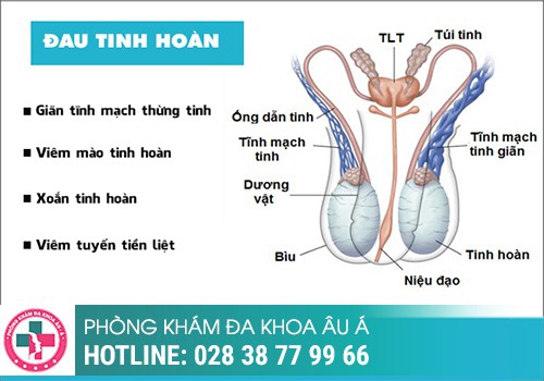 Nguyên nhân đau tinh hoàn khi cương là gì?