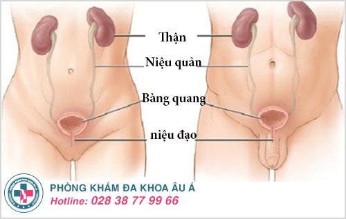 Đi tiểu nhiều lần trong ngày