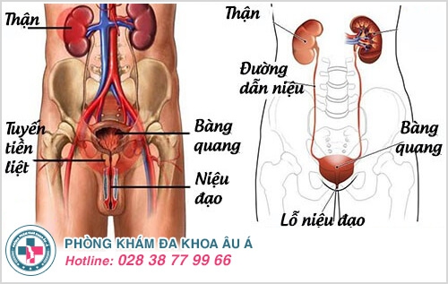 Những điều cần biết về viêm đường tiết niệu