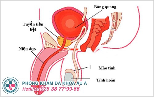 Viêm niệu đạo